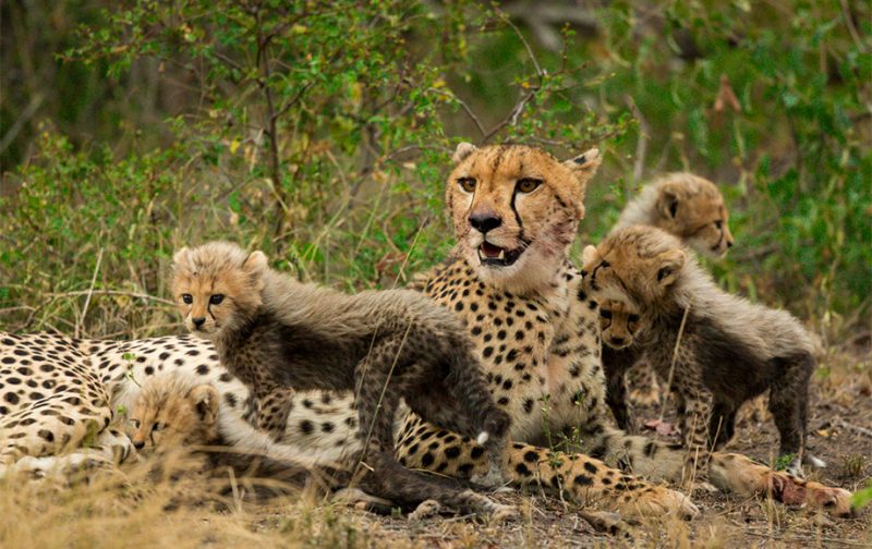 Cheetah - Best Cheetah Safaris in Africa | African Wildlife Safaris