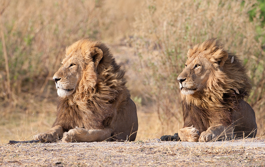 Two male lions in botswana