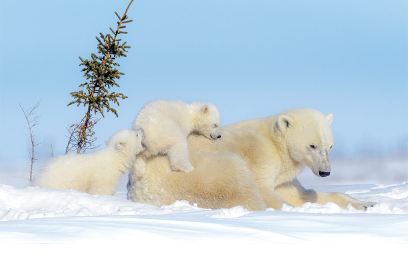 Polar Bears Best places to see Polar Bears African Wildlife Safaris