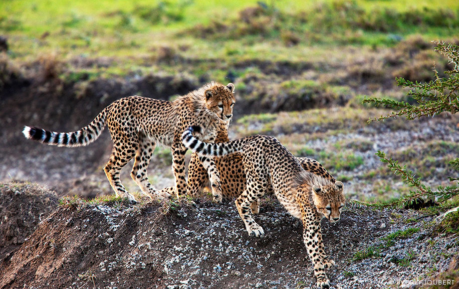Family of cheetahs in Kenya