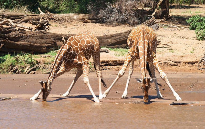 Giraffe Best Giraffe Safaris In Africa African Wildlife Safaris