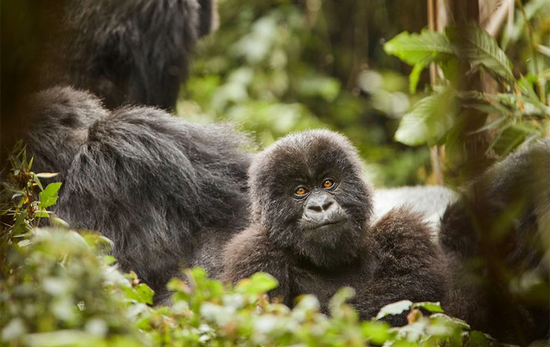 One&Only Gorilla Nest - Rwanda - African Wildlife Safaris