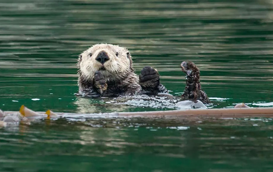 Otter in College Fjord & Barry Arm