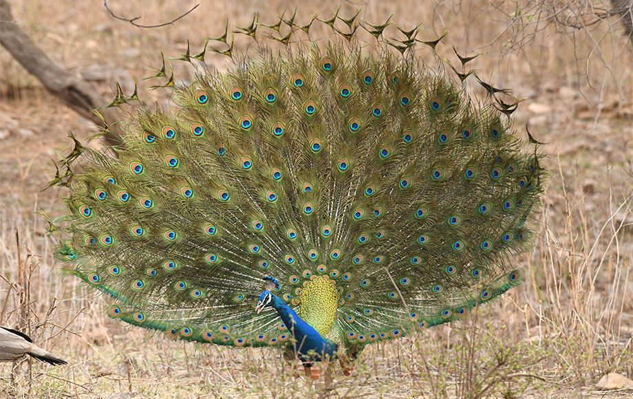 Peacock in India