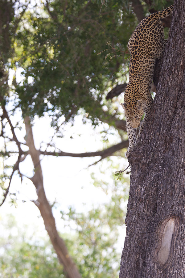 Leopard climbing down tree