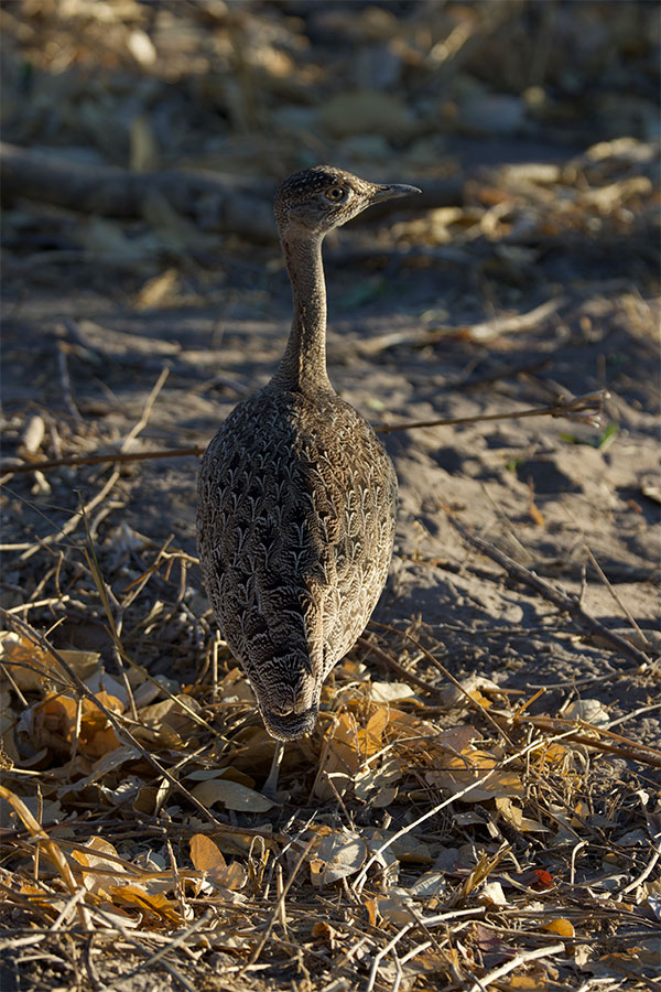 Red-crested korhaan