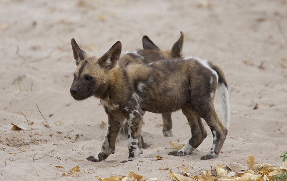 African wild dog in Botswana