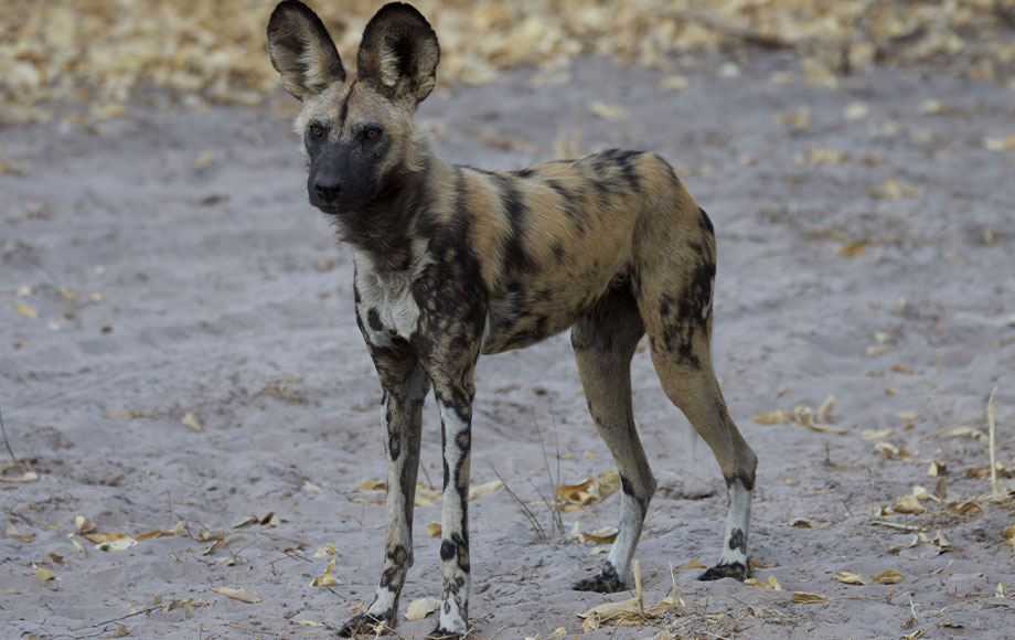 African wild dog in Botswana