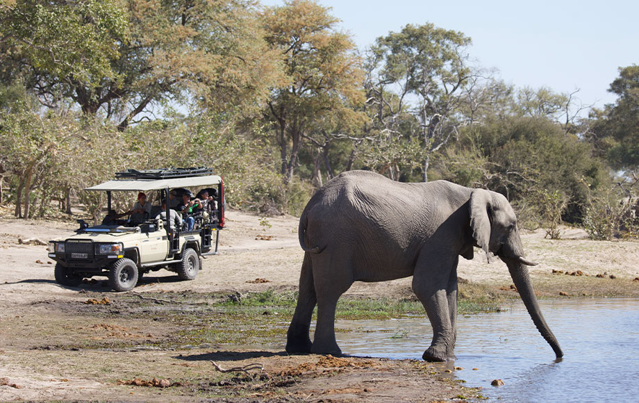 Safari in Botswana