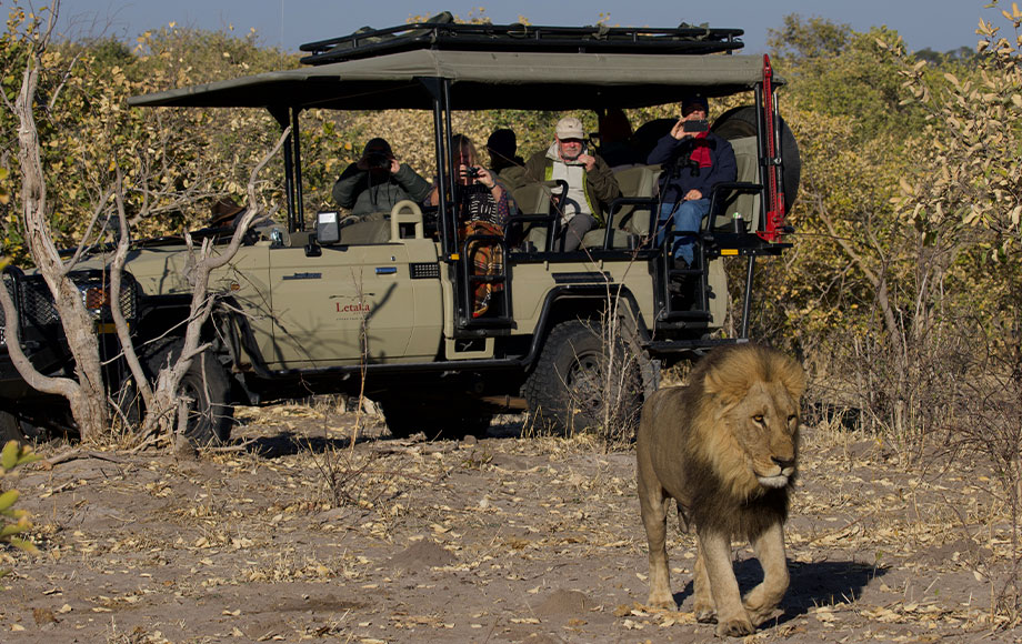 Lions on Safari in Botswana