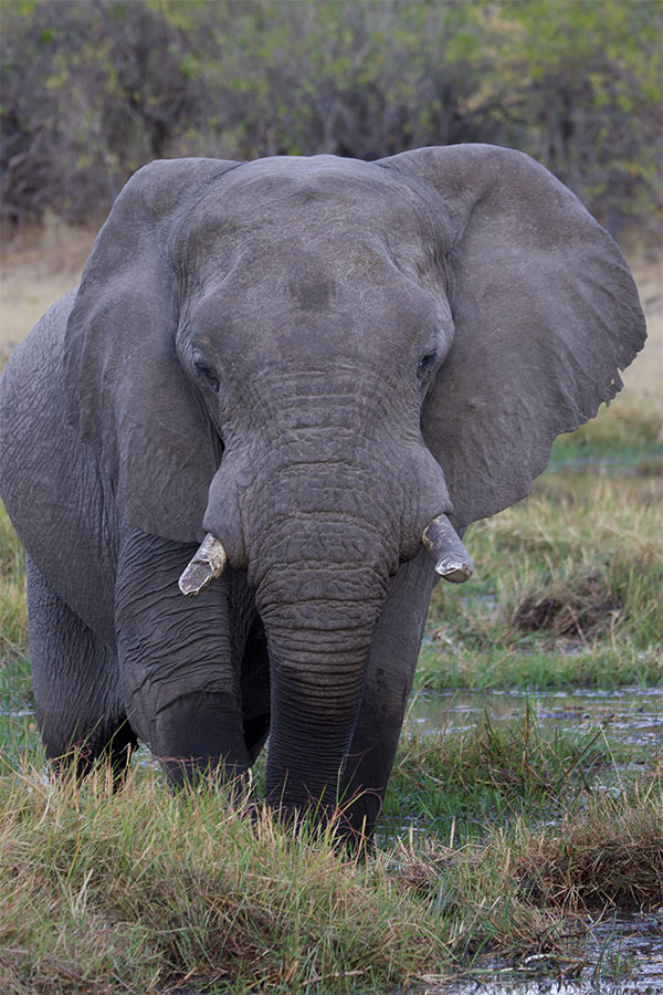 Elephant in Botswana