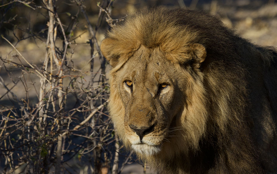 Lions on Safari in Botswana