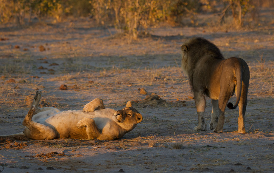 Lions on Safari in Botswana