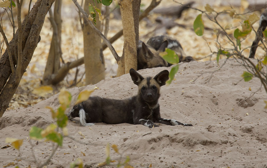 African wild dog in Botswana