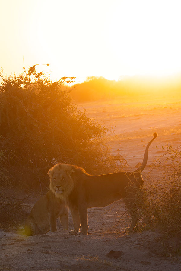 Lion in africa