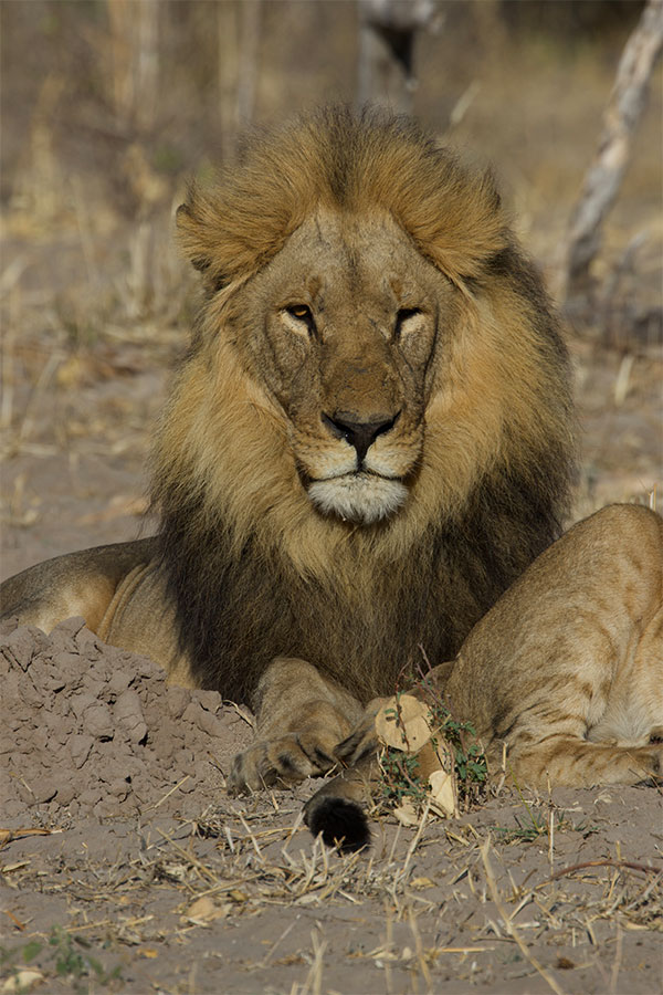 Lion in africa