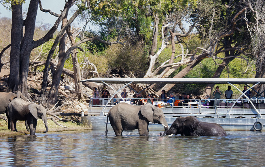 Boat cruise on Zambezi River