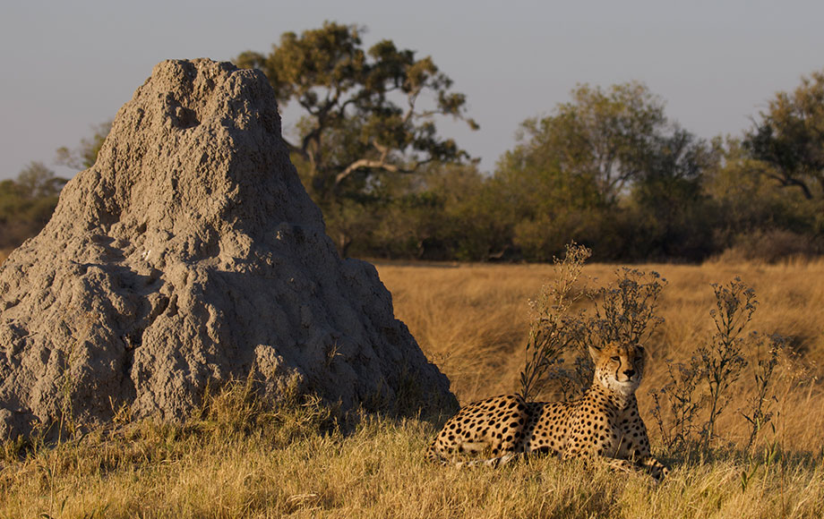 Cheetah on Safari in Botswana