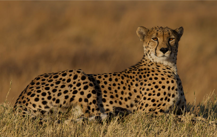 Cheetah on Safari in Botswana