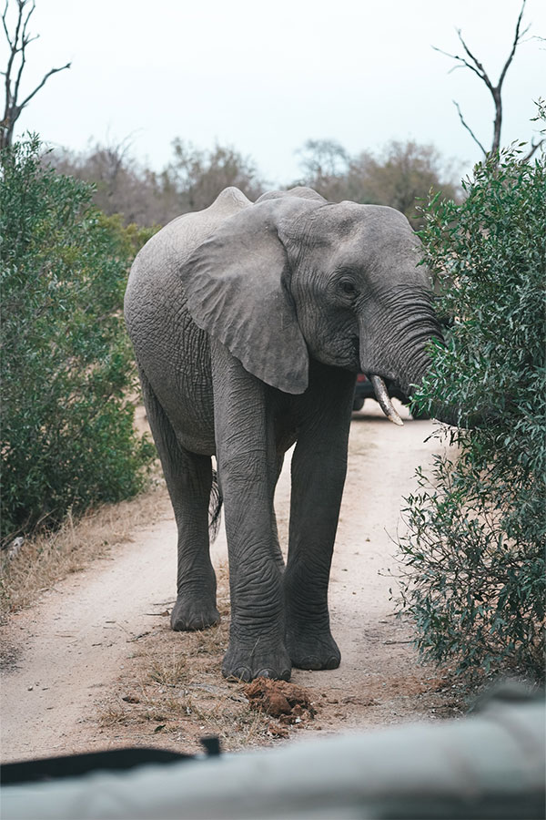 Elephant at Sabi Sabi