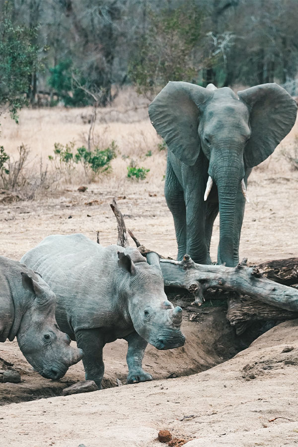 Rhino and Elephant on safari