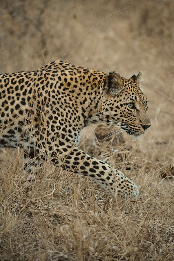 Leopard on Safari Sabi Sabi