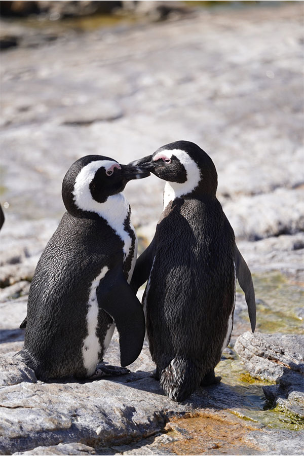 Penguins Cape of good hope