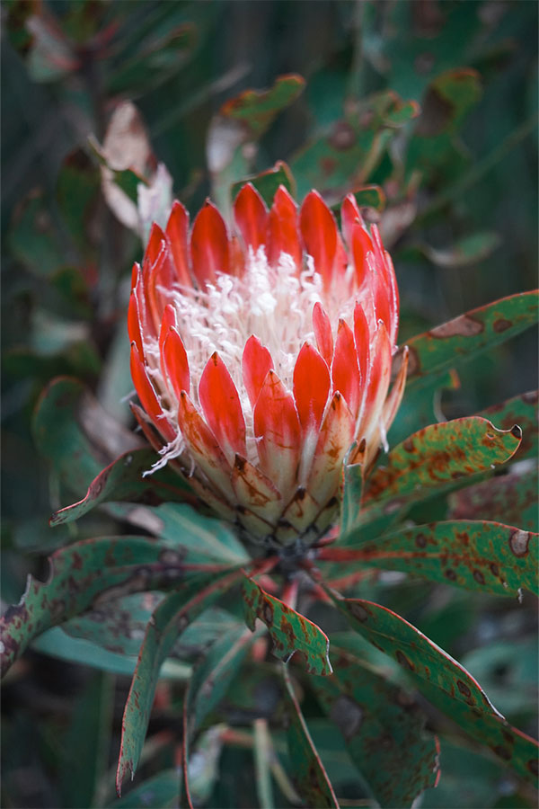 Wild Flower Grootbos