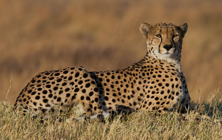 Leopard viewing Classic Botswana