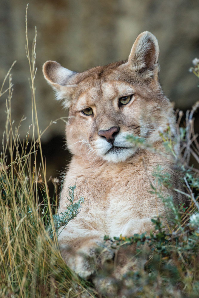 Puma tracking Torres Del Paine National Park Natural Focus