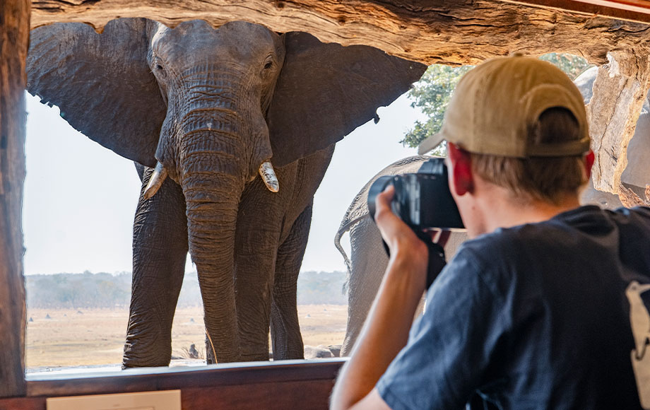 Elephant viewing up close from a hide