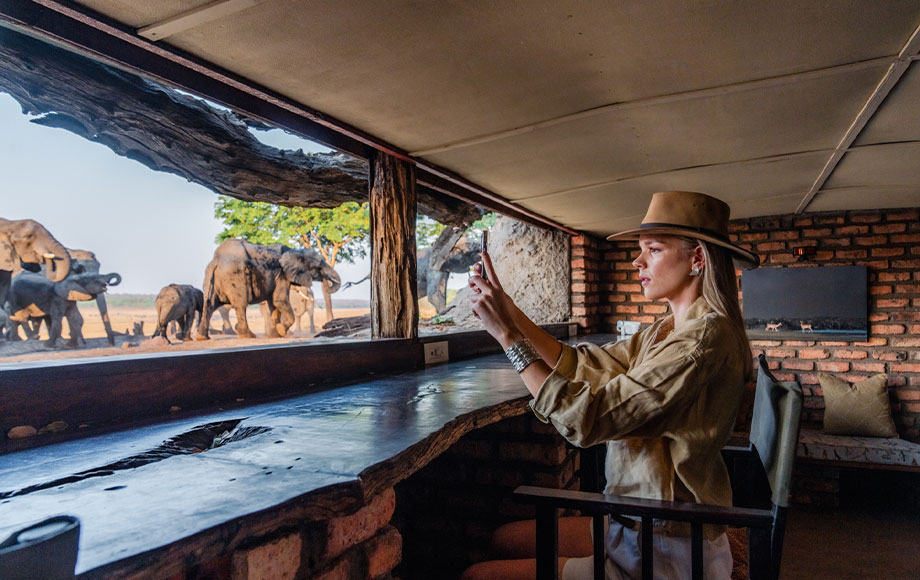 Elephant viewing up close from a hide