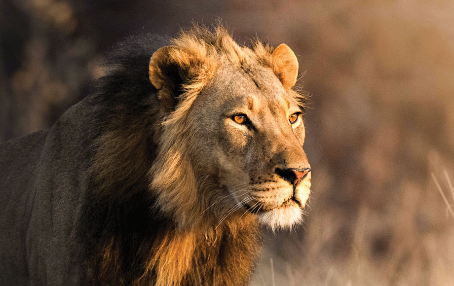 Lion at Amalinda in Zimbabwe