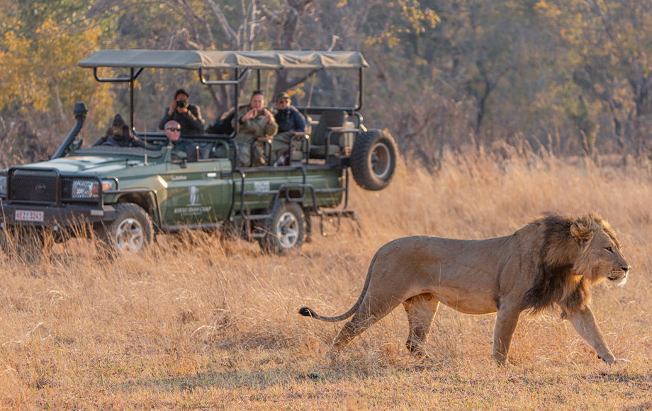 Lion at Amalinda in Zimbabwe