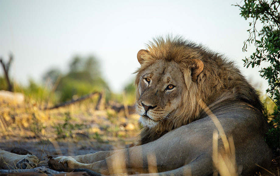 Lion at Somalisa Camp in Zimbabwe