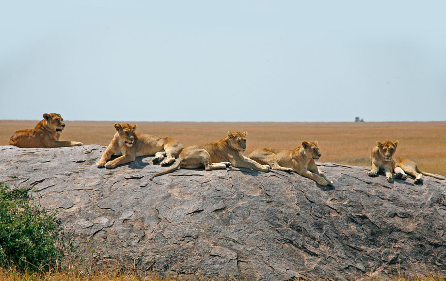 Lions in Tanzania