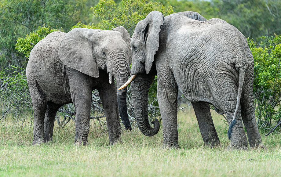 Elephants in Sandringham Private Game Reserve