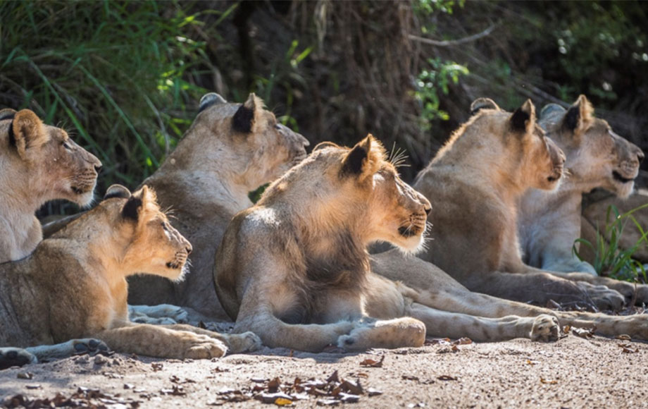 Lion Pride in the Sandringham Private Game Reserve