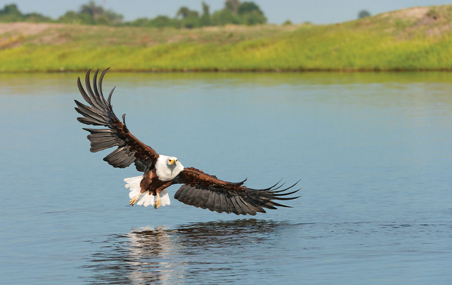 African Fish Eagle in Botswana