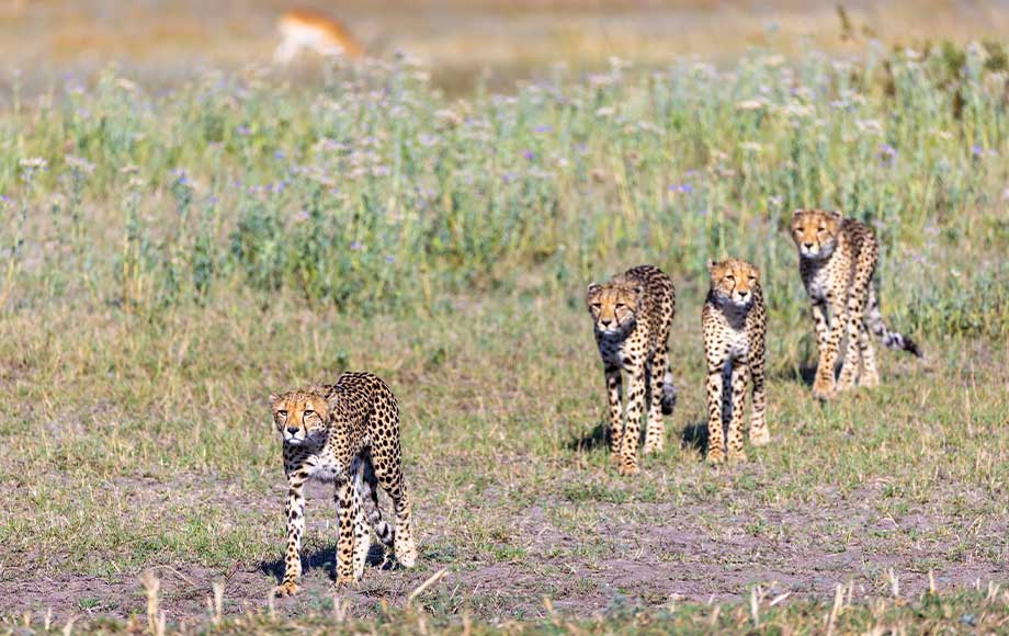 Cheetah at Tawana, Botswana