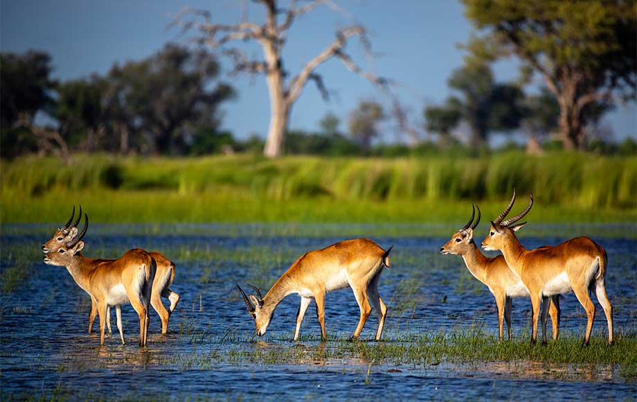 Lechwe at Tawana in Botswana