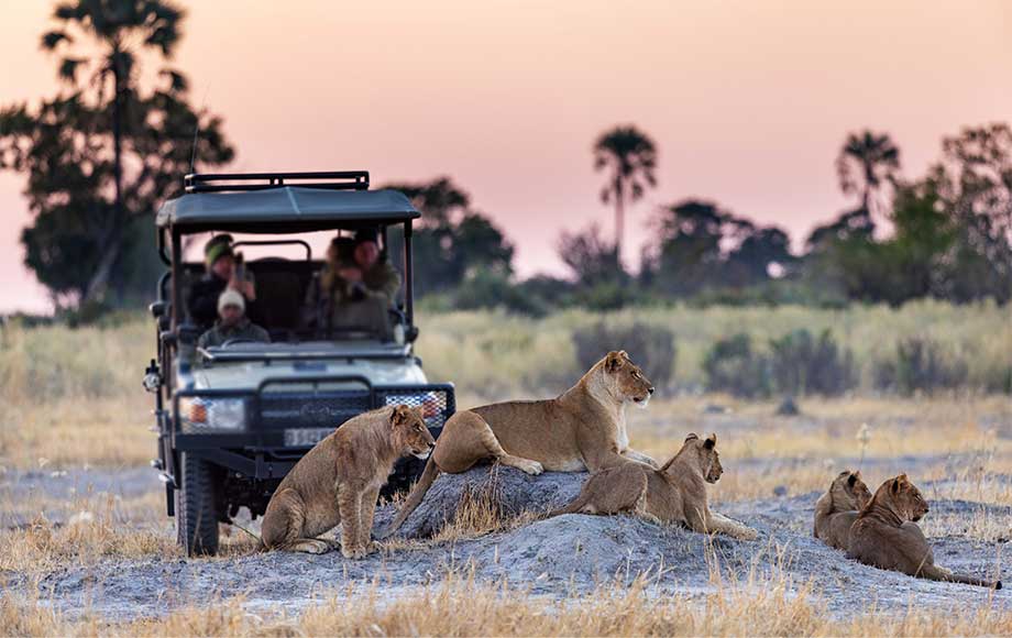 Lion on safari at Tawana