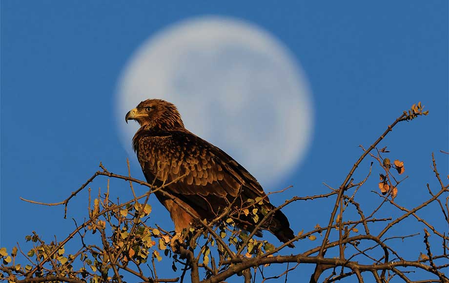 Tawny Eagle in Botswana