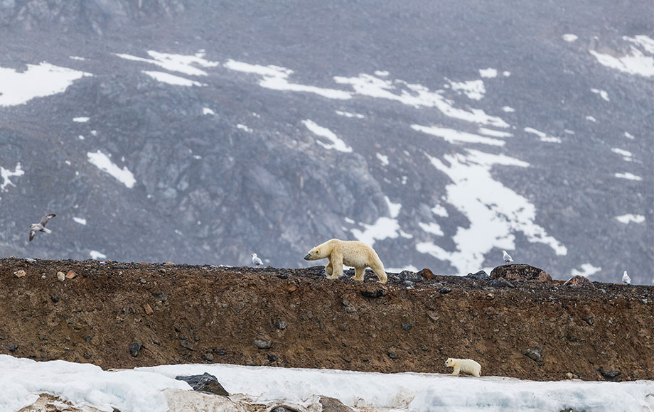 Polar Bear in the Arctic