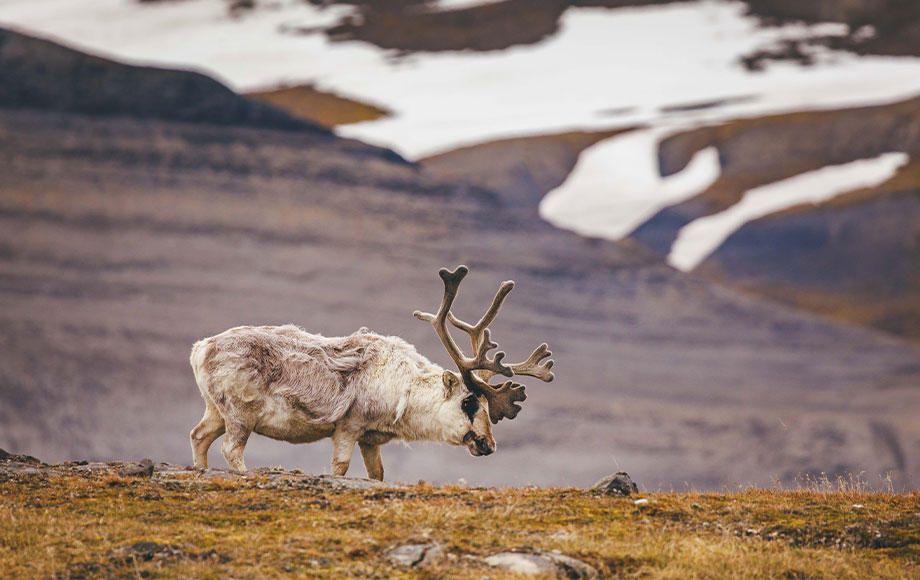 Arctic Reindeer