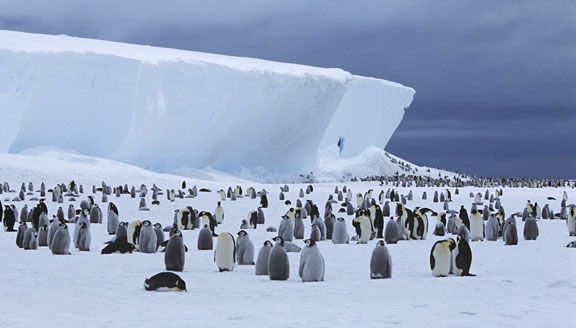 The Ross Sea | Antarctica Cruises | African Wildlife Safaris