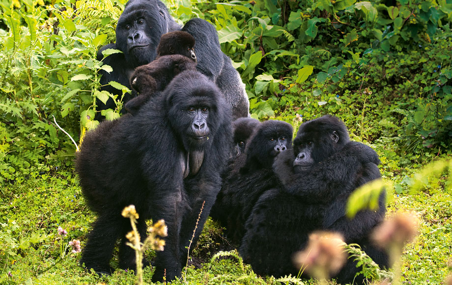 A Troop of Gorillas in Rwanda