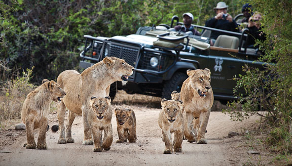 south african wildlife safari
