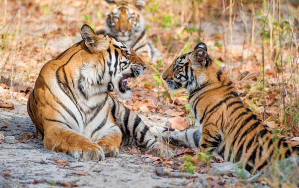 Visit the Taj Mahal, Temples and Tigers of India with Natural Focus